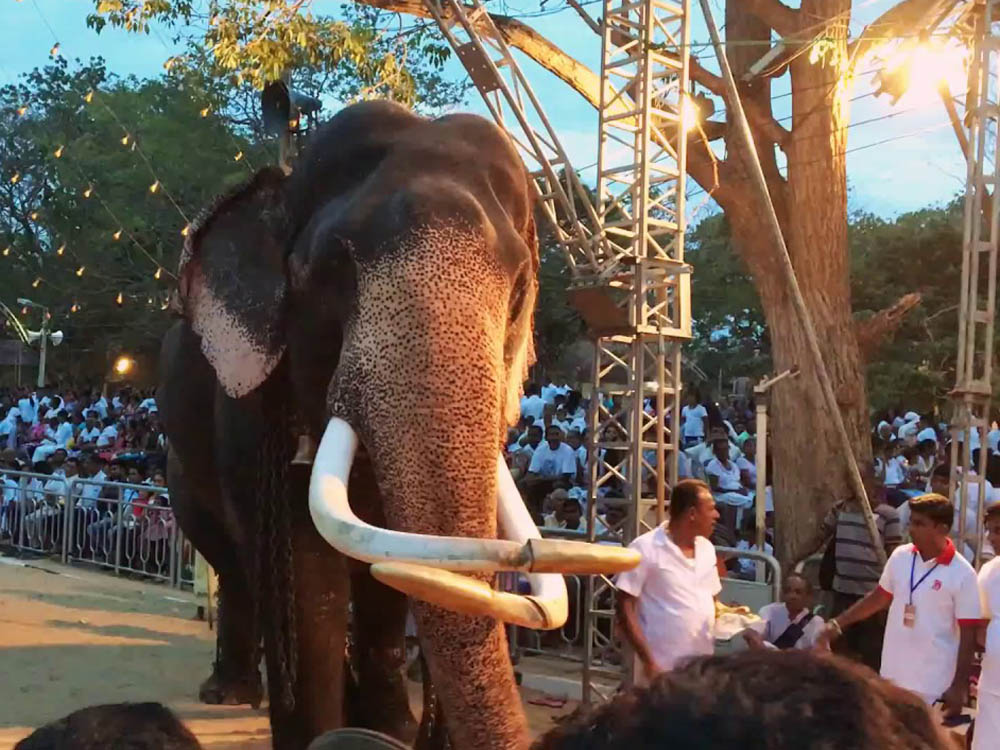 kataragama elephants